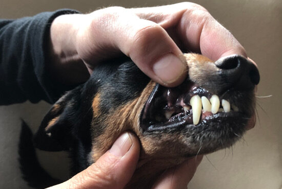 Professionelle Zahnreinigung beim Hund